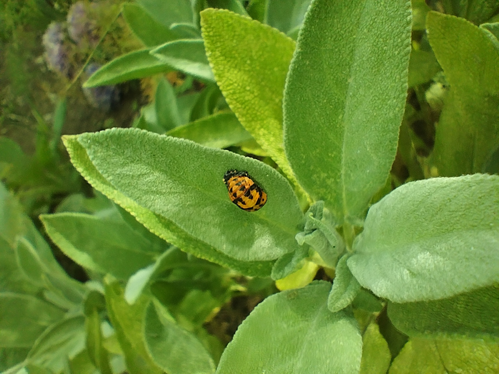 A bug on a leaf