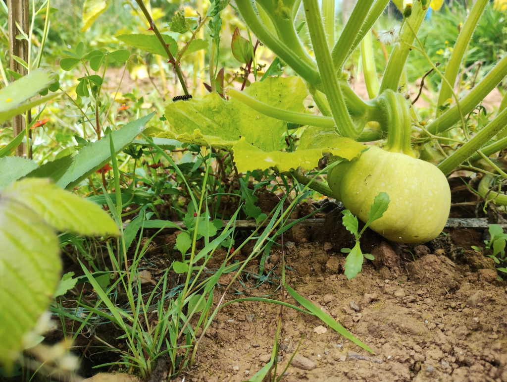 Baby pumpkins