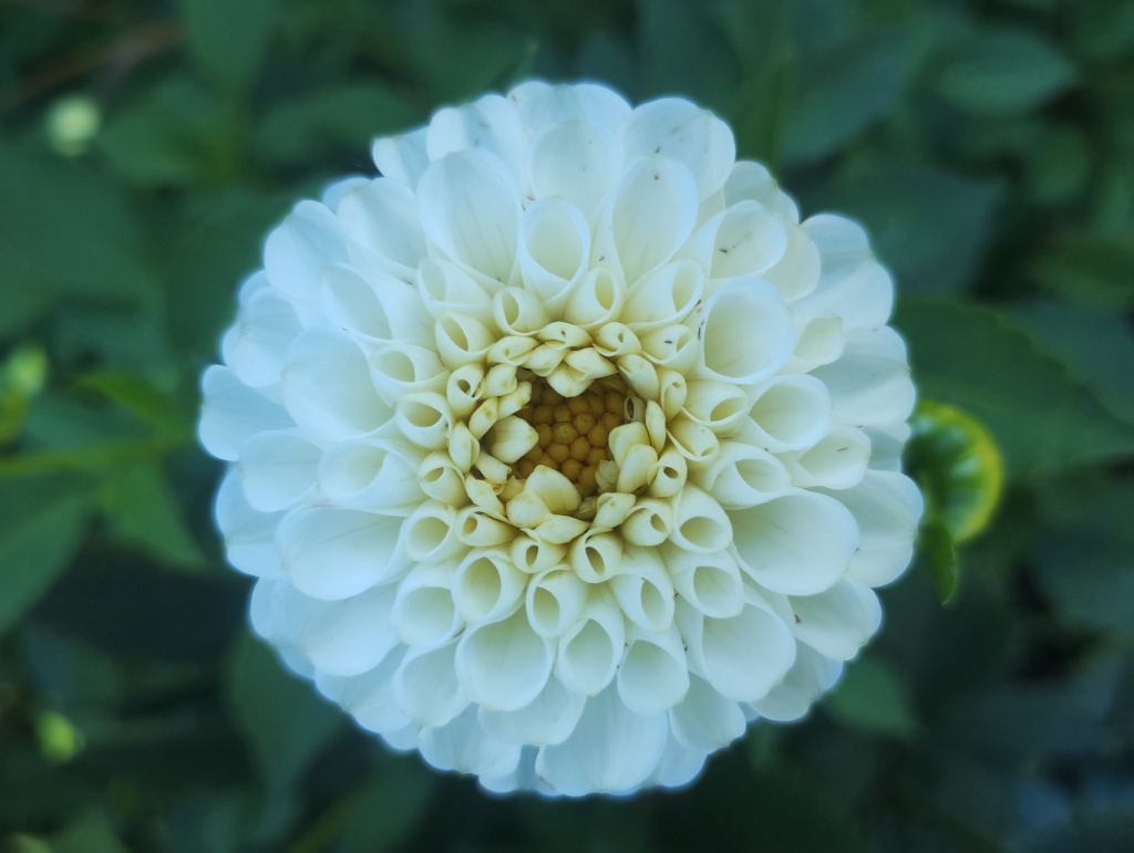 Dahlia