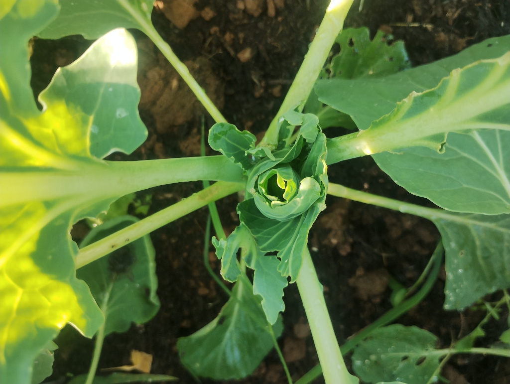 Brussels sprout plant