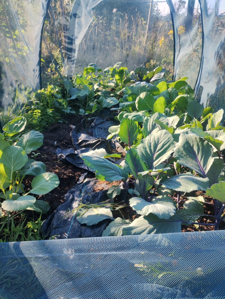 Cabbages and sprouts