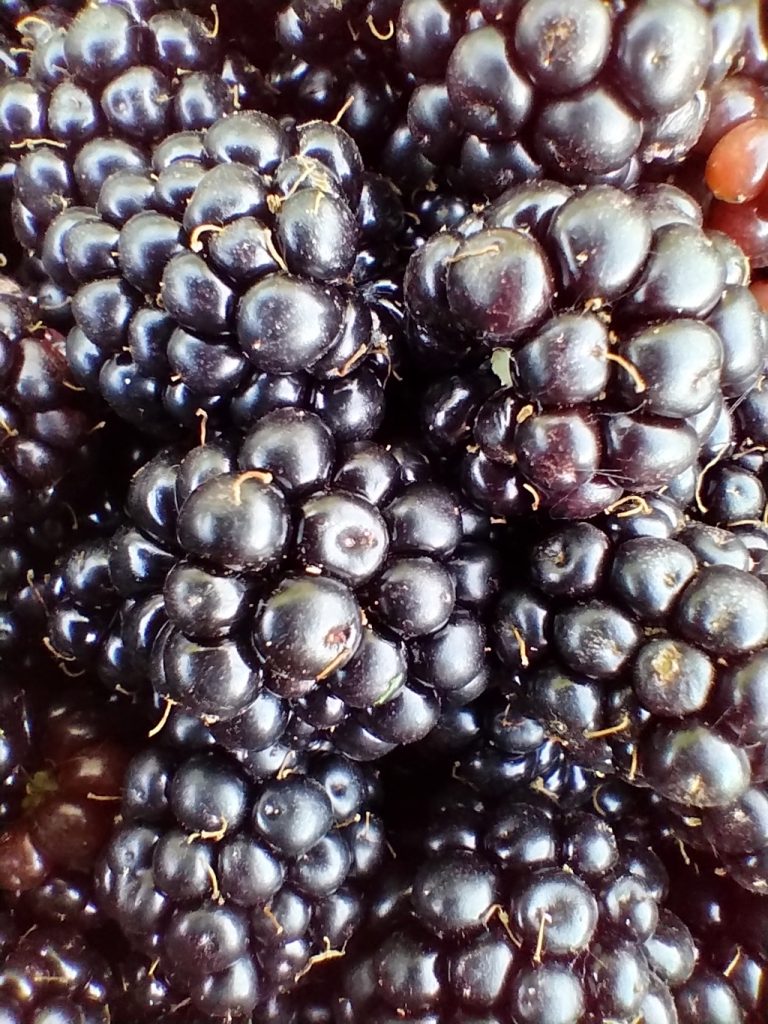 Blackberries