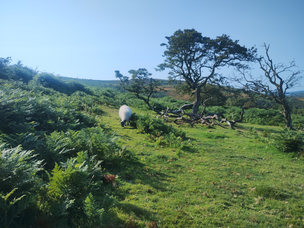 Picnic tree