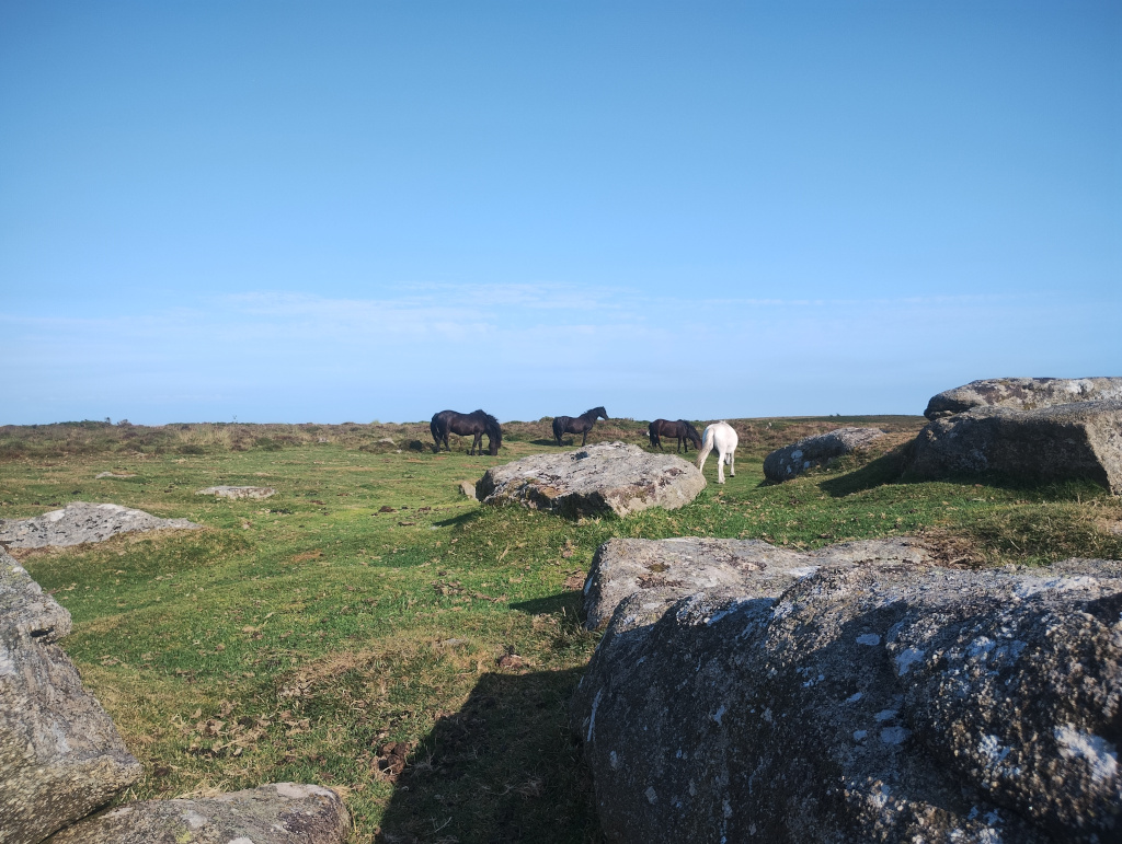 Dartmoor ponies on Black Hill, Dartmoor