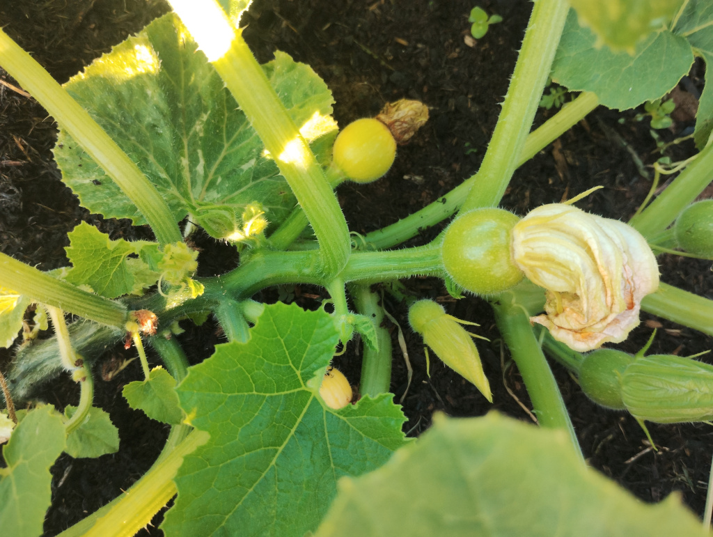 Early pumpkins - late May 2025