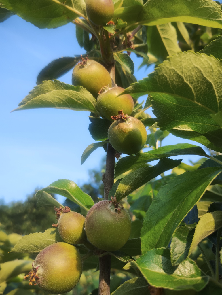 Apples - early June 2025