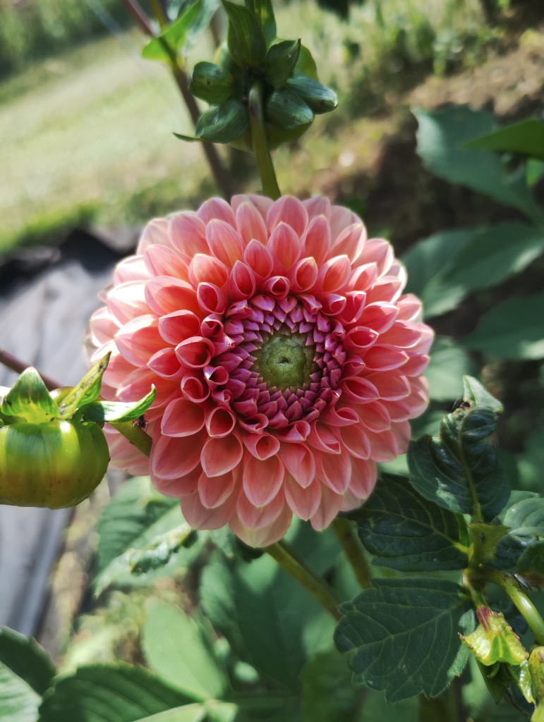 Dahlia - late June 2025