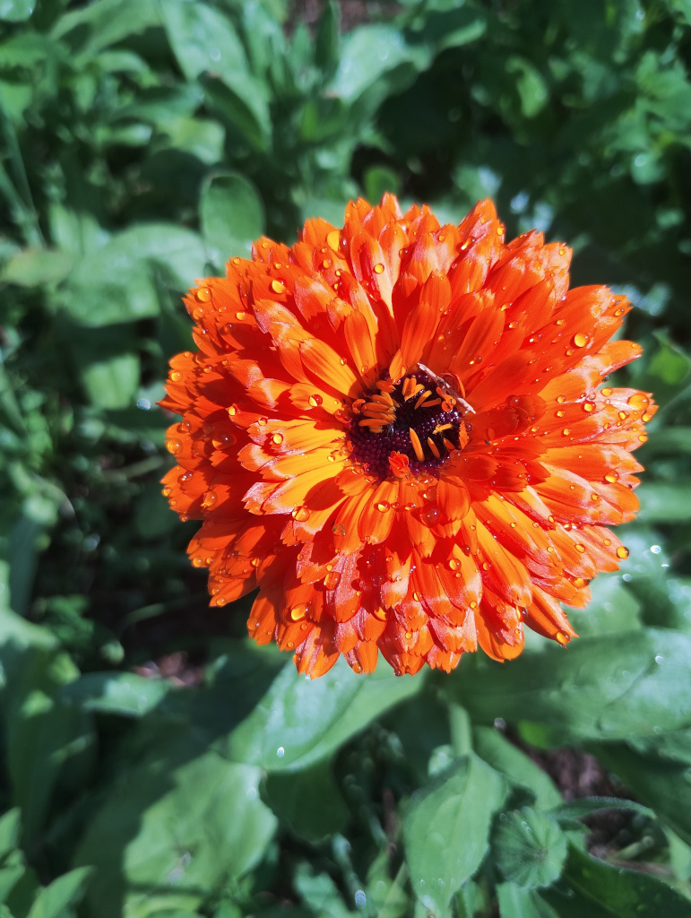 Marigold - late June 2025