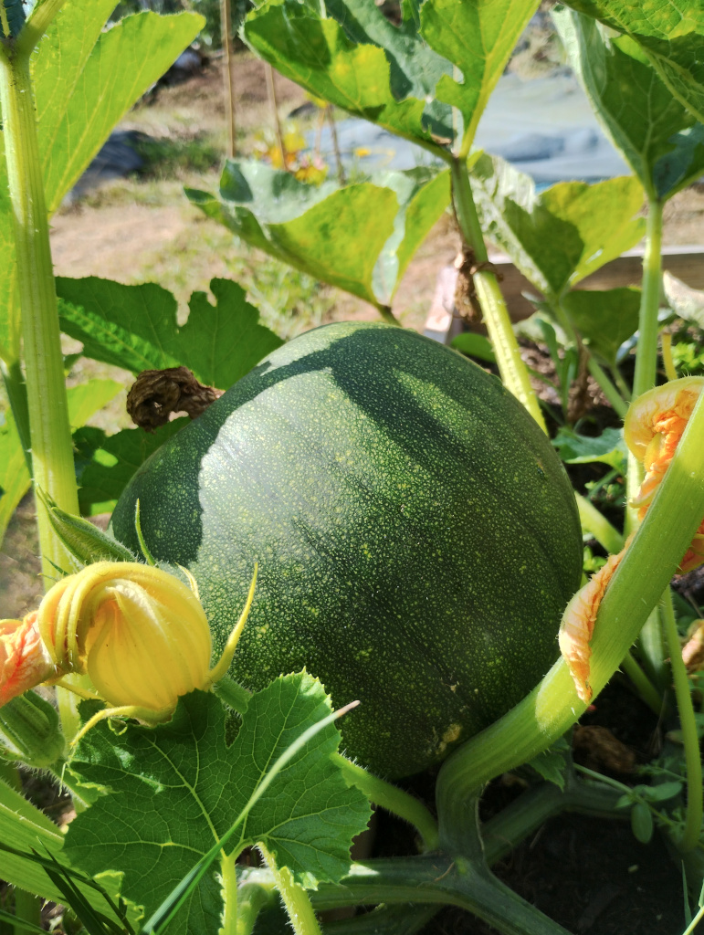 Pumpkin progress - late June 2025