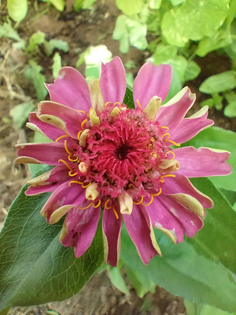 Zinnia - late June 2025