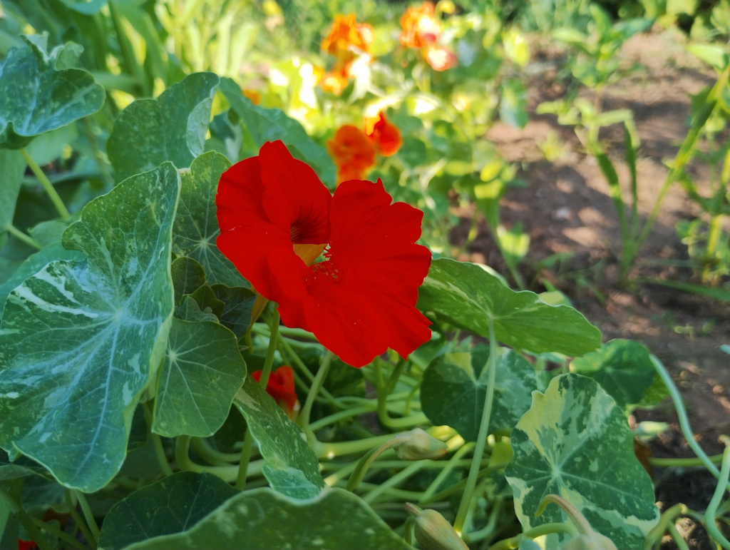 Nasturtium - early July 2025