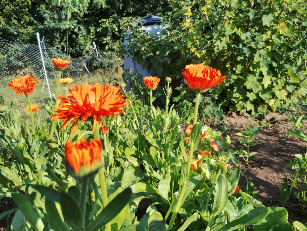 Marigolds - early July 2025