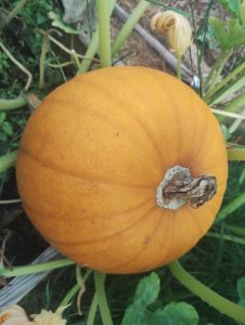 A healthy pumpkin
