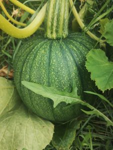 A developing pumpkin