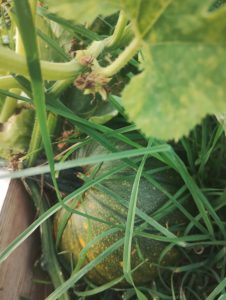 A baby pumpkin