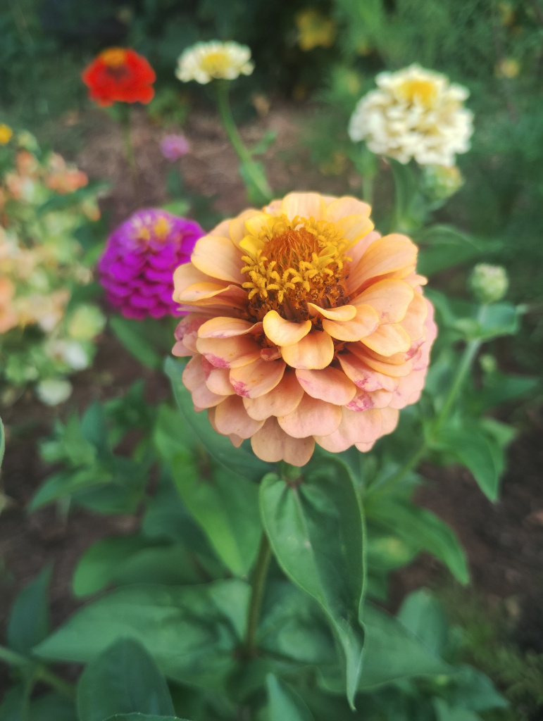 Zinnia