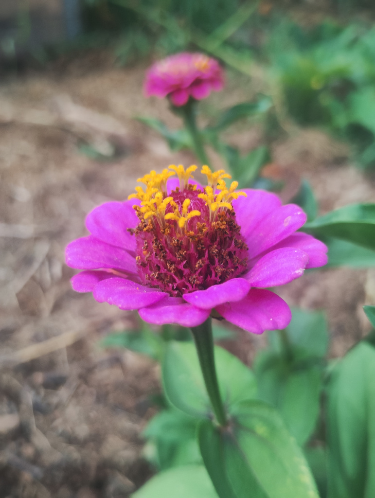 Purple Zinnia