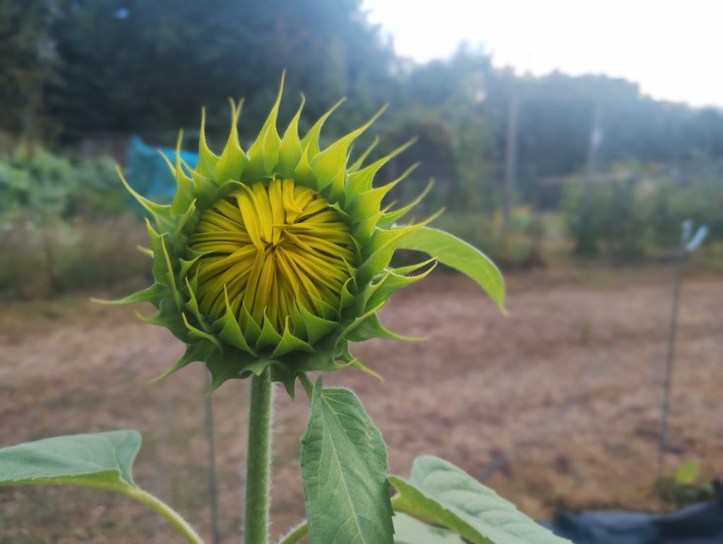 A young sunflower
