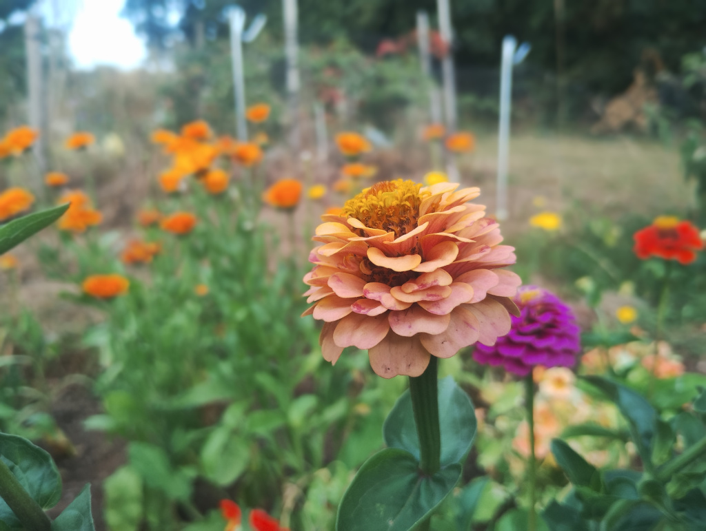 Zinnia