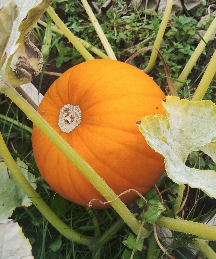 A pumpkin ripening at the allotment