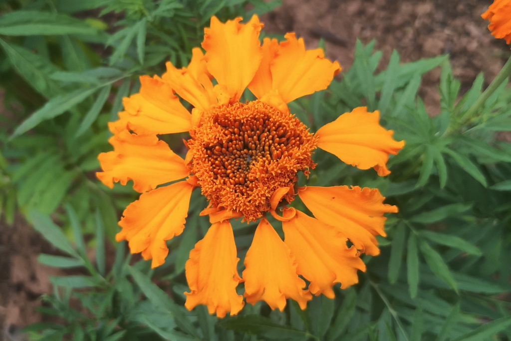 Marigold flower