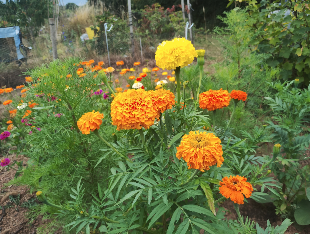 Marigolds en masse