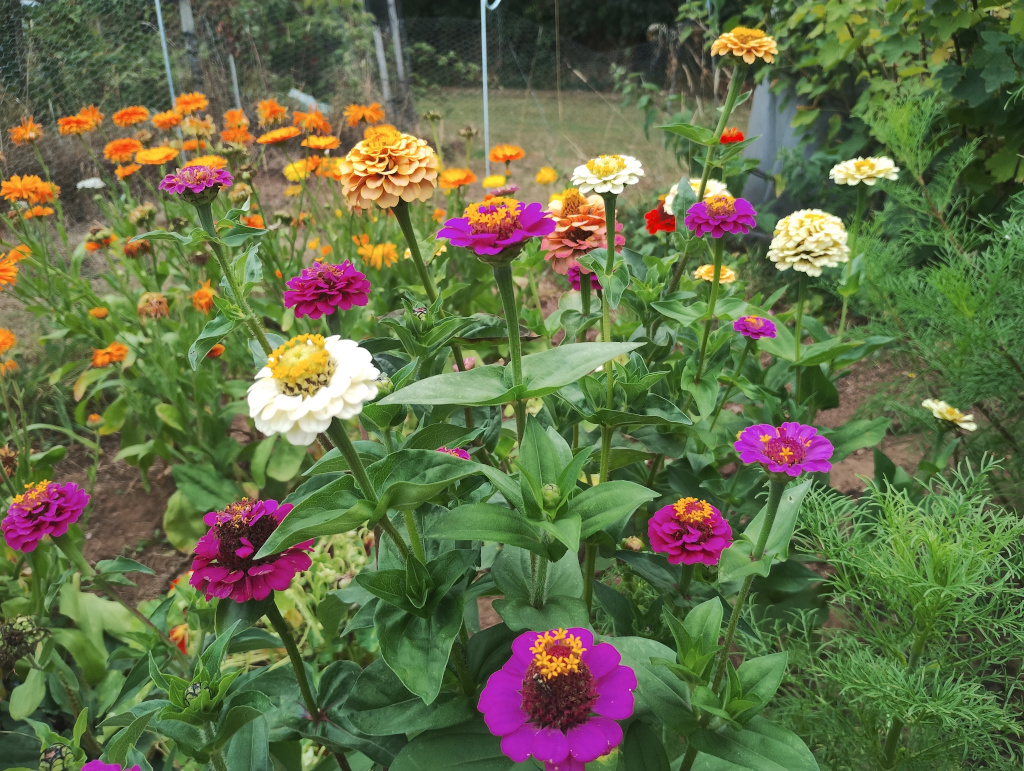 Zinnias and marigolds