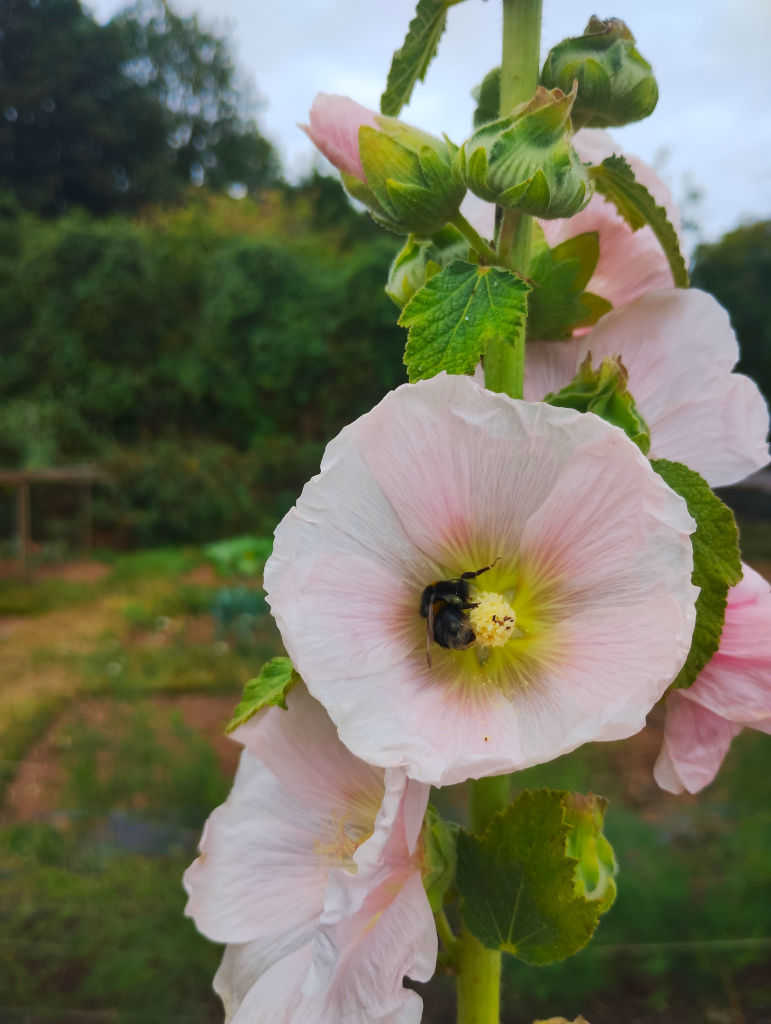 Hollyhock on a neighbour's plot