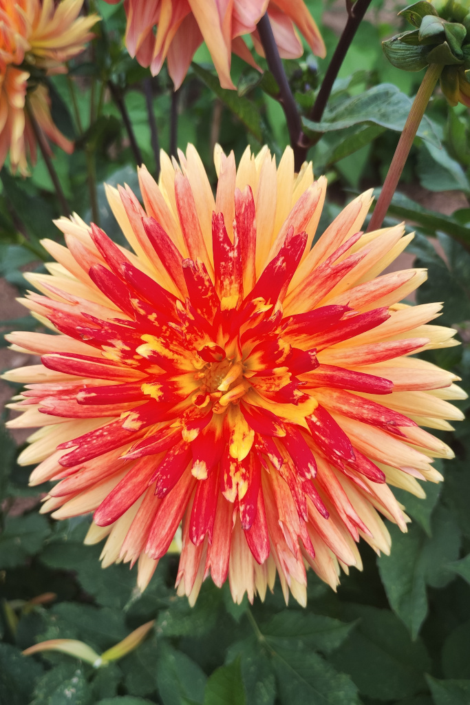 Cactus Dahlia on a neighbouring plot