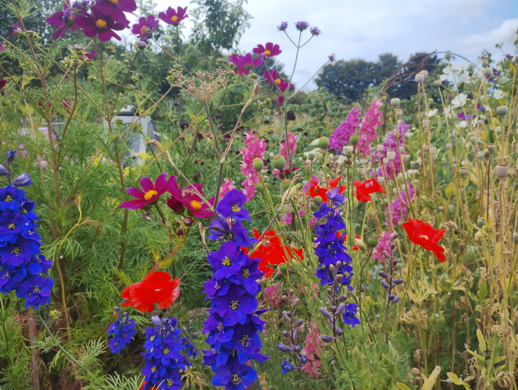 Delphinium, poppies, cosmos and snapdragon on a neighbouring plot