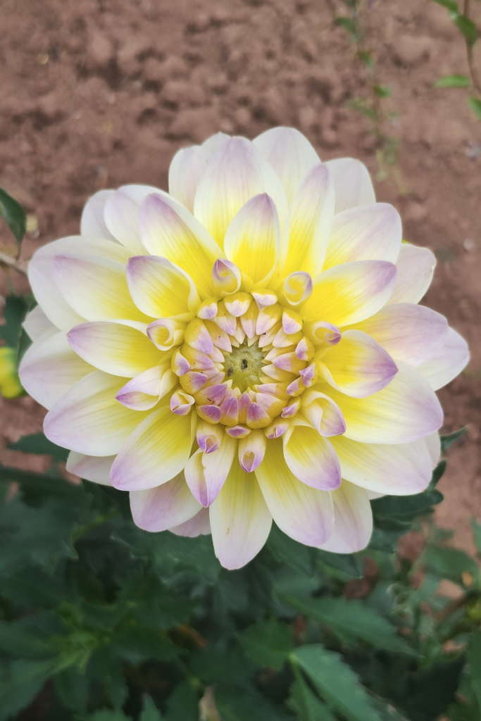 Dahlia on a neighbouring plot