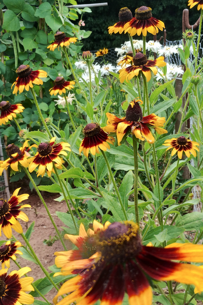 Black-eyed Susan (Rudbeckia hirta) on a neighbour's plot